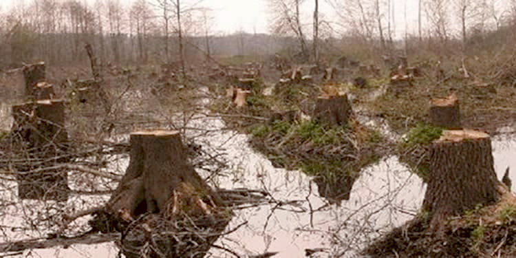 تخریب محیط زیست kwcmag